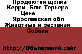 Продаются щенки Керри- Блю Терьера › Цена ­ 25 000 - Ярославская обл. Животные и растения » Собаки   